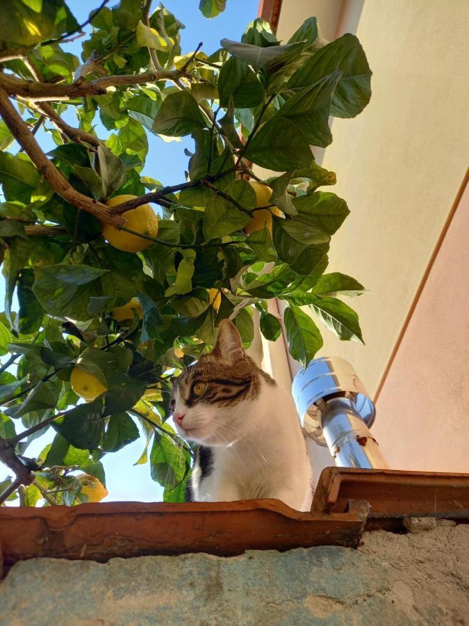 Bilocale Climatizzato A 850m Dalla Casa Katia Appartement *
